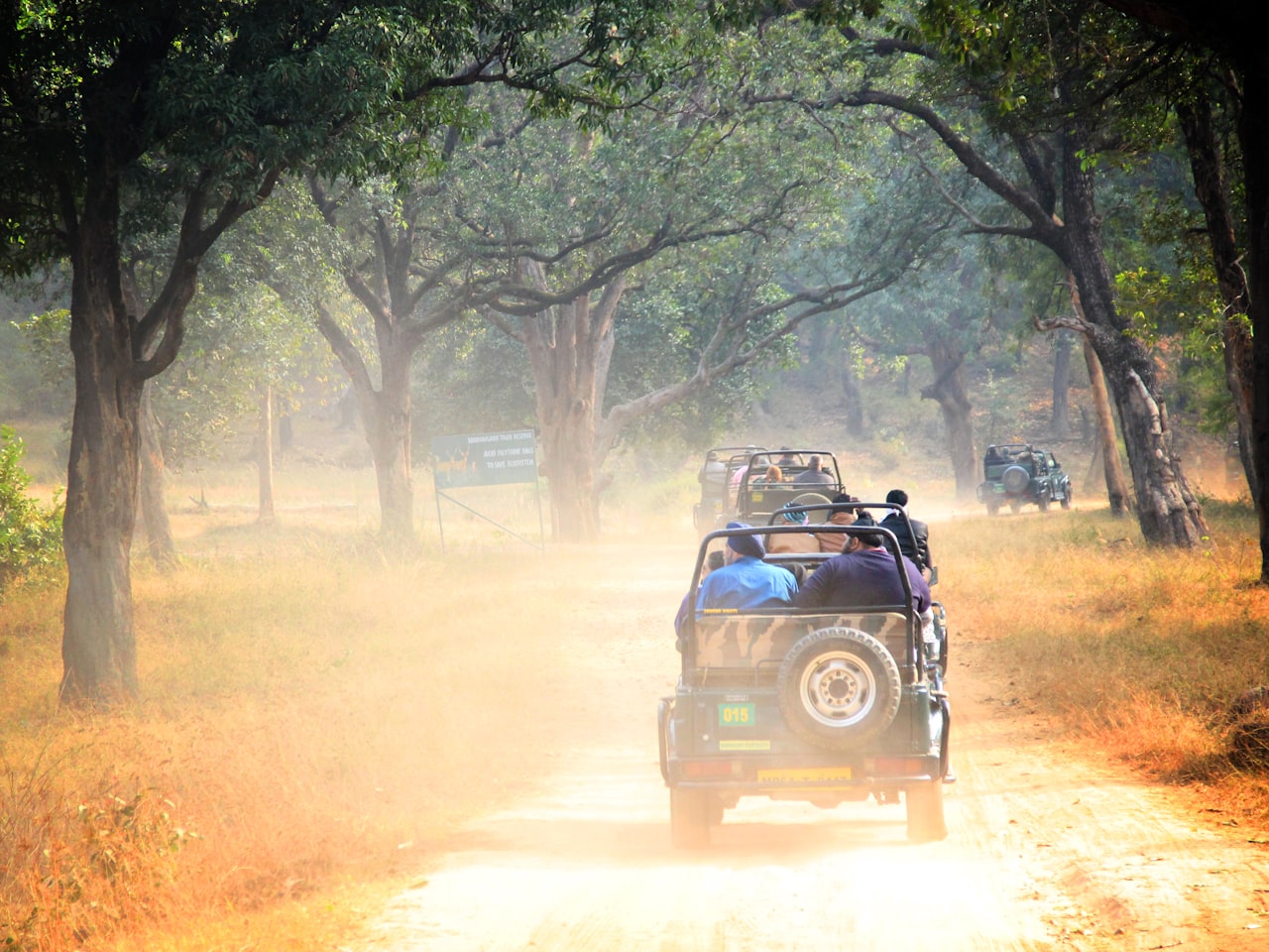 Safari vehicles on a forest track in an Indian wildlife reserve