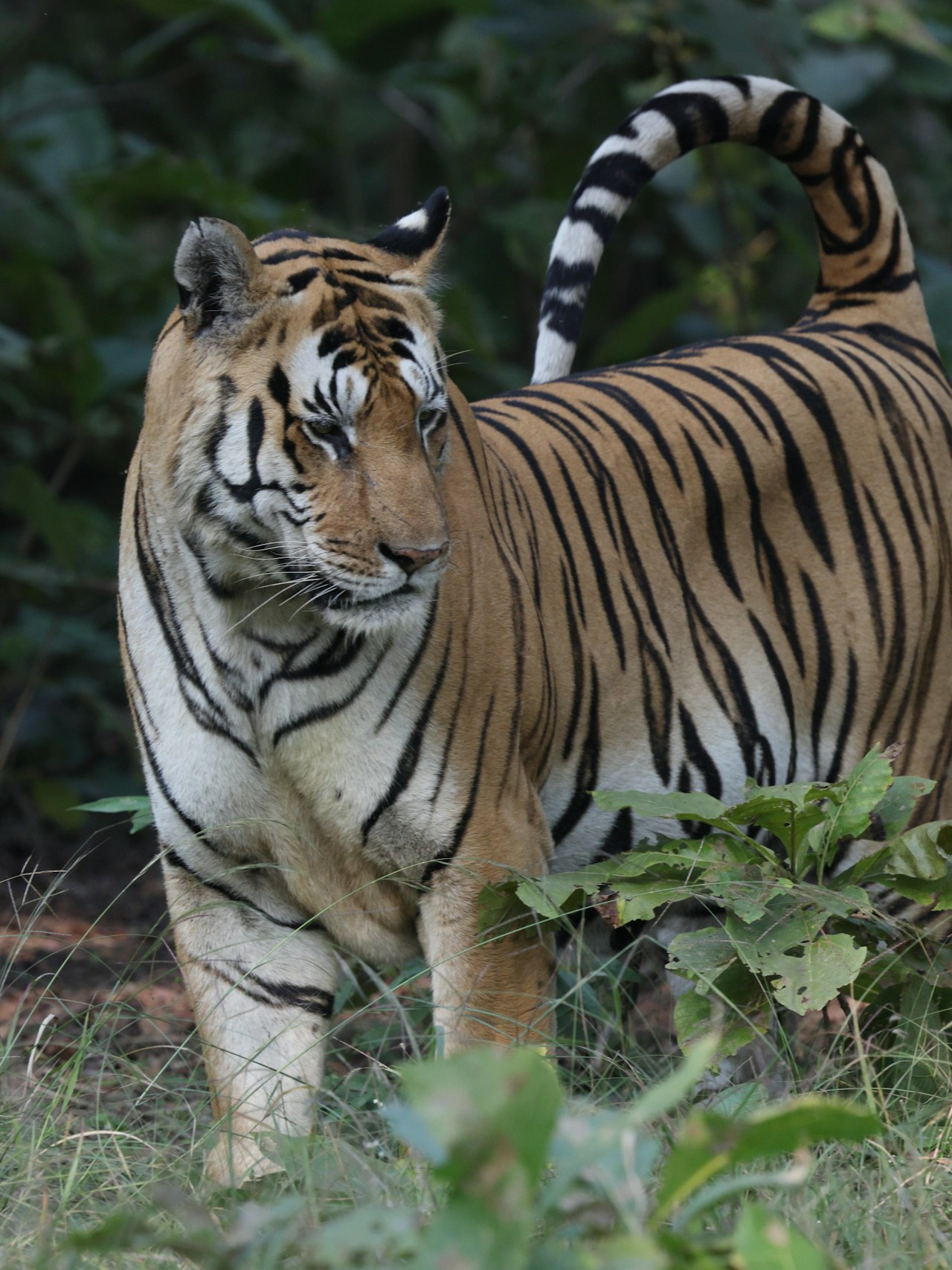 A wild tiger standing in dense green forest in India
